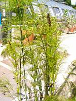 Elegia Capensis (fam. Restionacees) (Afr du sud)(02) (Photo F. Mrugala)